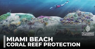Cement cars form new coral reef park: Miami reef revival driven by art and science