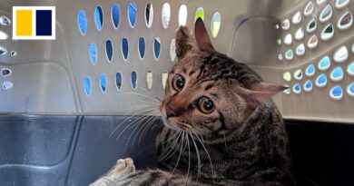 Dozens of pets still missing after deadly Tai Po blaze