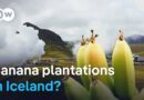 Fruit and veg paradise Iceland – Using volcanic energy in farming | DW Documentary