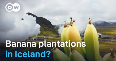 Fruit and veg paradise Iceland – Using volcanic energy in farming | DW Documentary