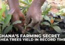 How Ghana cut shea tree growth time from 15 to 5 years