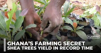 How Ghana cut shea tree growth time from 15 to 5 years