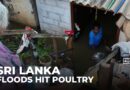 Impact of flooding in Sri Lanka: Poultry industry badly hit, endangering food supplies