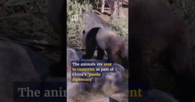 Japan to be without pandas for first time in 50 years