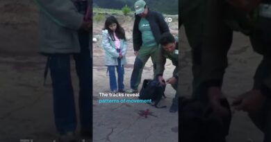 Largest dinosaur footprint site found in Bolivia | DW News