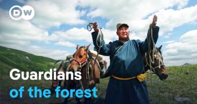 Mongolia – Valley of the bears | DW Documentary