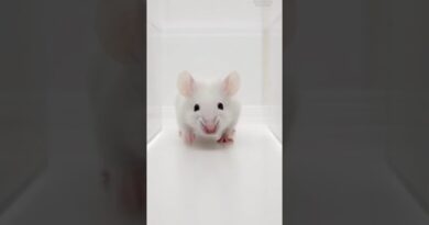 #NASA mice reveal what #space does to human fertility. But now they’re facing extermination.