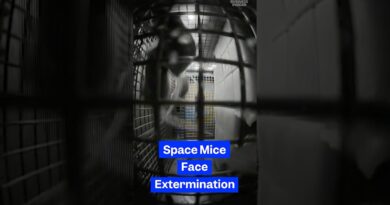 #NASA mice reveal what #space does to human fertility. But now they’re facing extermination.