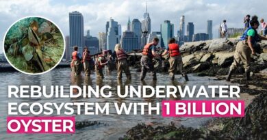 NYC Is Dumping One Billion Oysters Into Its Harbor—And It’s Working”