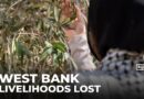 Olive trees destroyed: Israeli ‘land grab’ tears up Palestinians’ livelihoods