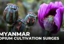 Opium poppy farming hits 10-year high in war-torn Myanmar