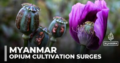Opium poppy farming hits 10-year high in war-torn Myanmar