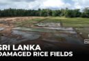 Sri Lanka flooding: 106,000 hectares of rice paddy fields damaged