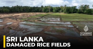 Sri Lanka flooding: 106,000 hectares of rice paddy fields damaged