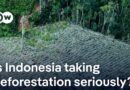 Sumatra floods: How decades of excessive deforestation have exacerbated the devastation | DW News
