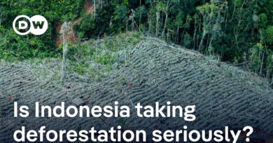 Sumatra floods: How decades of excessive deforestation have exacerbated the devastation | DW News