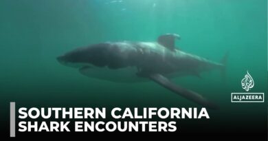 Swimming with sharks: Great whites and humans get closer than ever