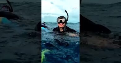 The best way to swim with whales in Australia | 60 Minutes Australia