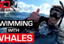The best way to swim with whales in Australia | 60 Minutes Australia