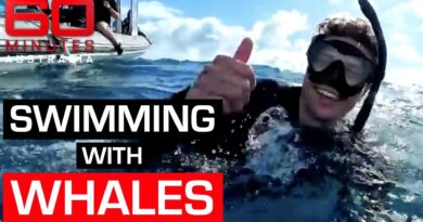 The best way to swim with whales in Australia | 60 Minutes Australia