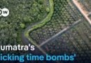 Why deforestation and monocultures are to blame for the scale of Sumatra’s flooding | DW News