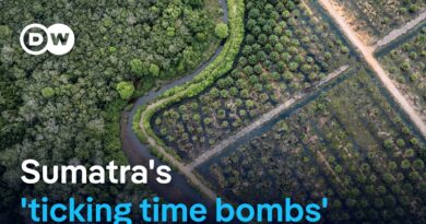 Why deforestation and monocultures are to blame for the scale of Sumatra’s flooding | DW News
