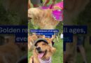 World record attempt for most golden retrievers in one spot | DW News