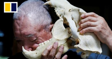 As bear attacks rise in Japan, diners bite back