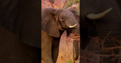 Confronting scenes in the heart of Africa’s ivory trade | 60 Minutes Australia