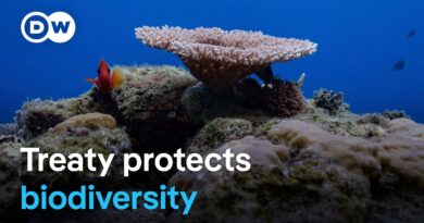 Global high seas protection treaty comes into force | DW News