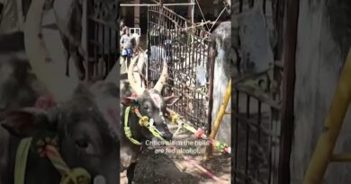 Men grab bull by the horns in Indian harvest festival