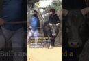 Nepali village hosts festive bullfighting event