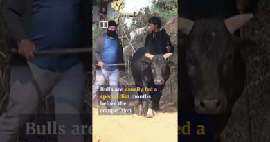 Nepali village hosts festive bullfighting event