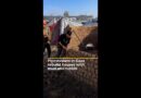 Palestinians in Gaza rebuild houses with mud and rubble | AJ #shorts