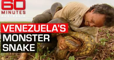 Terrifying encounter with Venezuela’s 4-metre monster anaconda | 60 Minutes Australia
