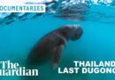 The influencer racing to save Thailand’s most endangered sea mammal