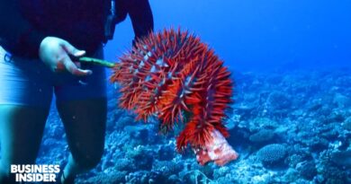 The Riskiest Underwater Jobs In The World