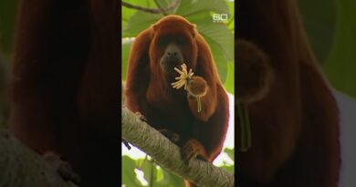 Threats to natural resource-rich Venezuela | 60 Minutes Australia