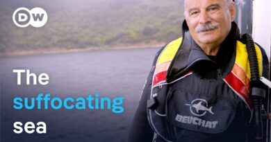 Turkey: Can the Marmara sea be saved? | DW Documentary