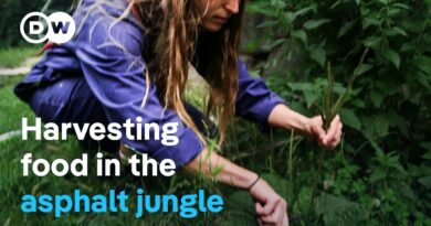 Urban foraging for food – Fresh, tasty and free | DW Documentary