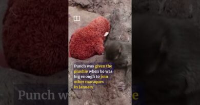 Abandoned baby monkey finds comfort in plush toy