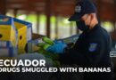 Cocaine smuggling taints Ecuador’s banana export industry