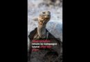 Giant tortoises return to Galapagos island after 150 years | AJ #shorts