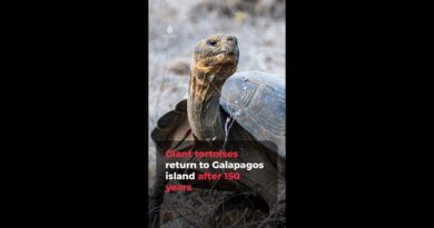 Giant tortoises return to Galapagos island after 150 years | AJ #shorts