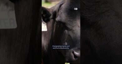 How robots will change farming | DW News