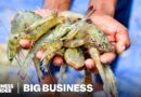 Imported Shrimp Killed The American Industry. Can The Trade War Bring It Back?