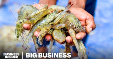 Imported Shrimp Killed The American Industry. Can The Trade War Bring It Back?