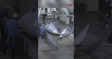 Inside Japan’s whaling industry | 60 Minutes Australia