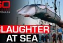 Japan’s “Scientific” Whaling Exposed | 60 Minutes Australia