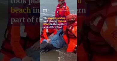 Mass beach stranding of pygmy killer whales off Taiwan coast